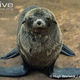 Illustration for article titled Pinnipednesday - Arctocephalus pusillus Edition
